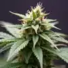 Grow Bubblegum Haze cannabis bud with resinous trichomes indoor.