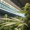 Cannabis plants growing under LED grow lights in a controlled indoor setting.