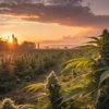 Cannabis field with tall plants bathed in the golden light of sunset.