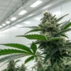 Cannabis plant with a dense bud in a controlled indoor grow room with white lighting.