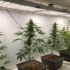 Row of cannabis plants growing under bright LED lights in a controlled indoor environment.