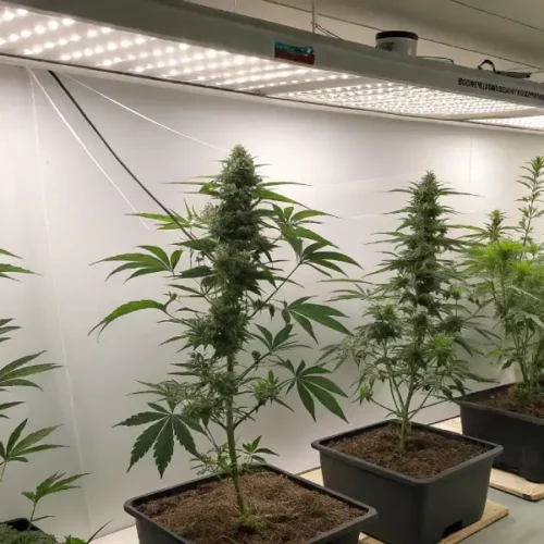 Row of cannabis plants growing under bright LED lights in a controlled indoor environment.