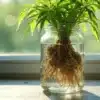 Do cannabis roots contain THC while growing in water indoors.