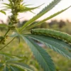 Green caterpillar resting on a cannabis leaf with sunset in the background.