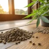 A handful of cannabis seeds spread across a smooth surface, with natural lighting.
