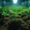 Cannabis root lock symptoms under artificial light, young plants struggling with nutrient uptake.
