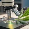 A microscopic view of a cannabis leaf with emphasis on the apoplast structure, showing detailed cellular patterns.