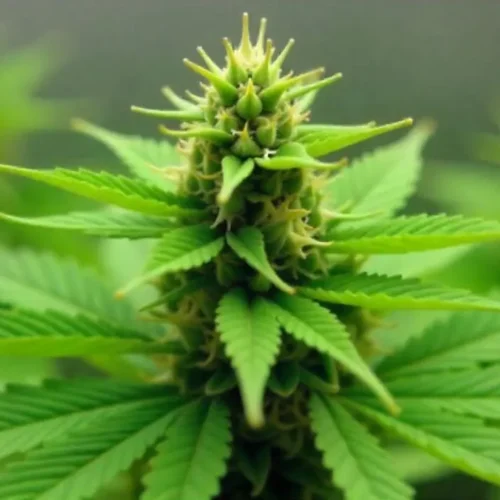 Young California Orange x Skunk bud with vibrant green leaves.